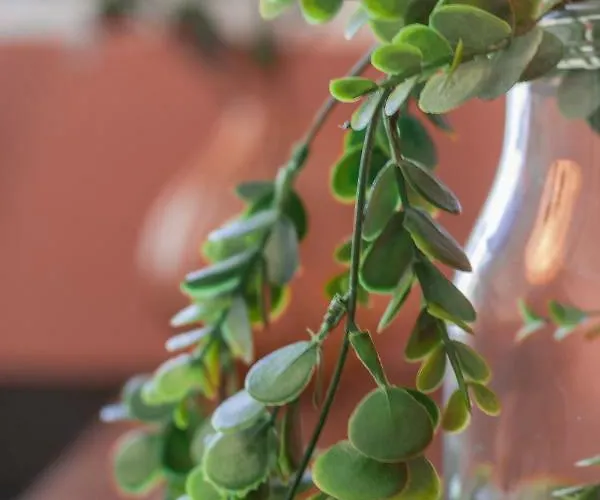 Il Nido Del Pavone Appartement *